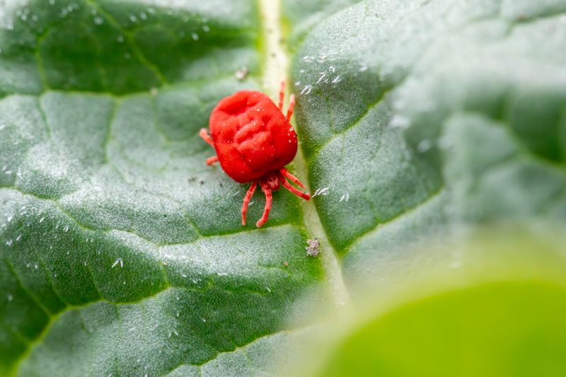 Professional pest control specialist at work in Aguada