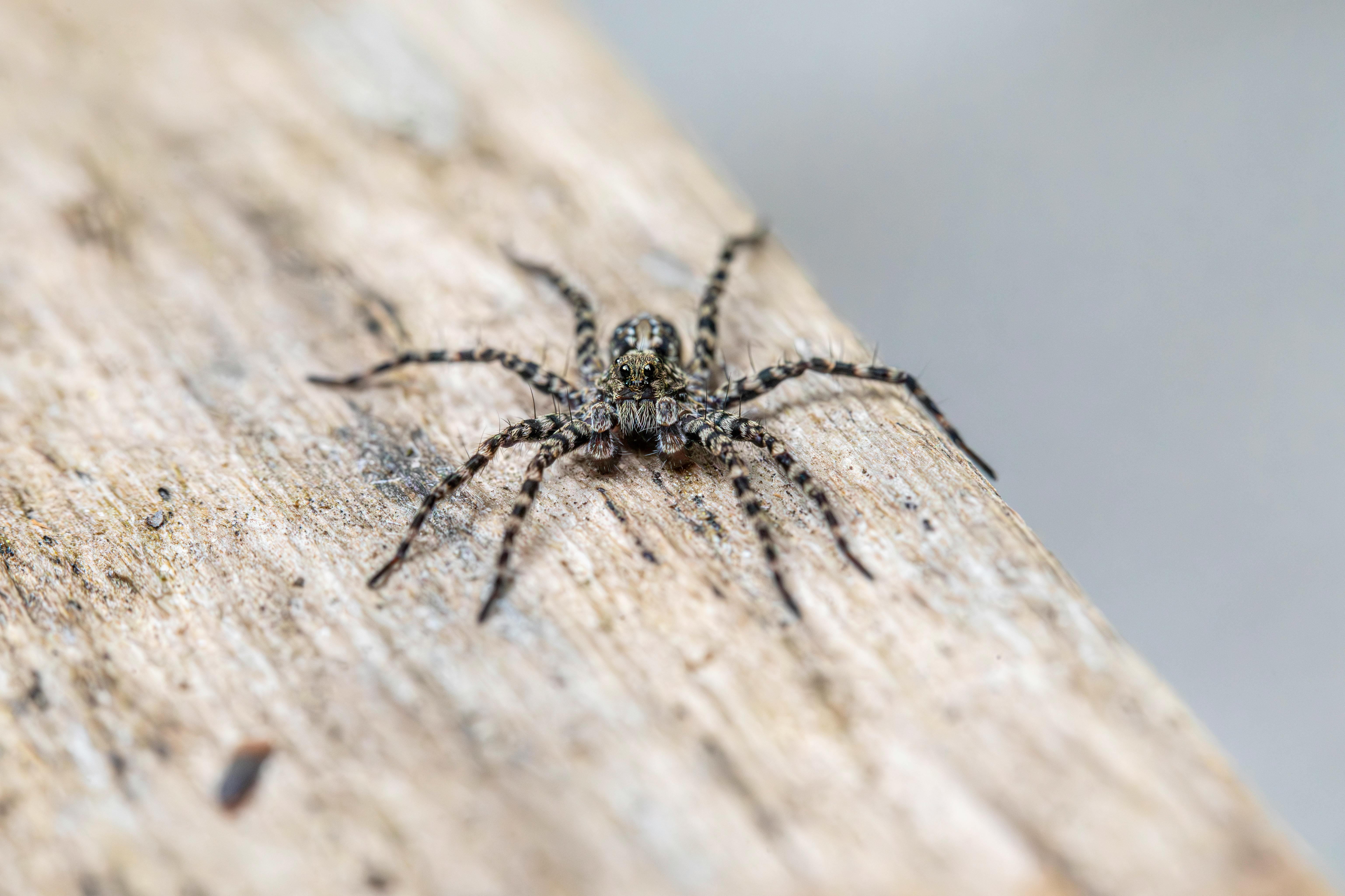 a spider sitting on top of a wooden plank