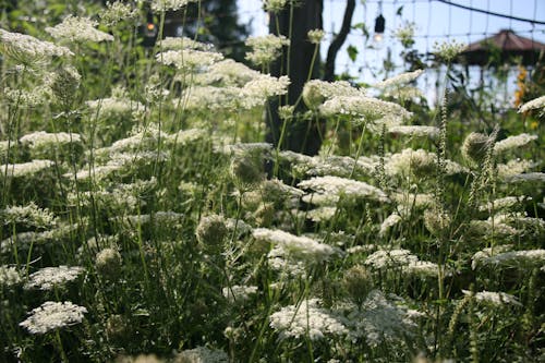 Free stock photo of queen anne s lace