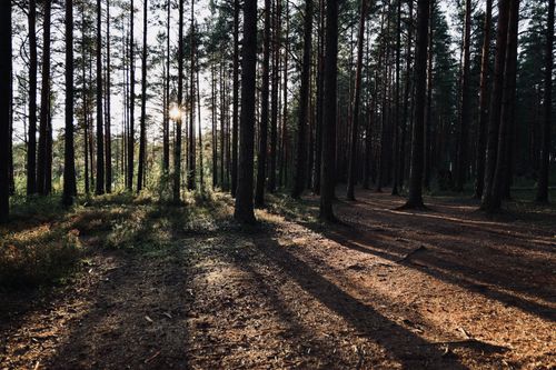 Free Sunlight filters through tall pine trees casting long shadows on the forest floor. Stock Photo