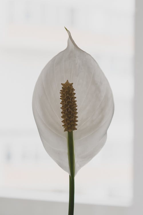 Foto De Enfoque Superficial De Flor Blanca
