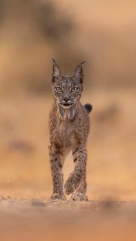 Close-up of an Iberian Lynx walking towards the camera in natural habitat.