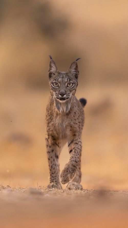 Free Close-up of an Iberian Lynx walking towards the camera in natural habitat. Stock Photo