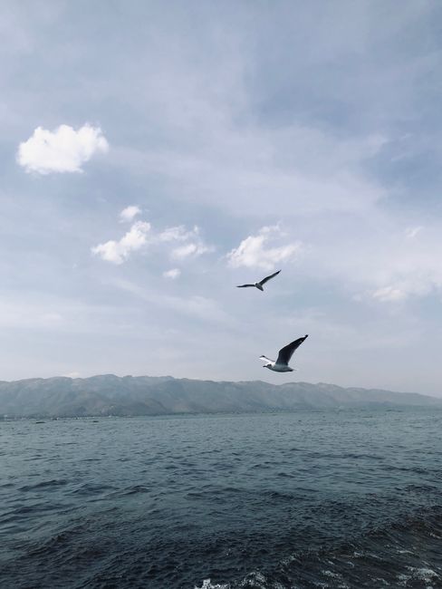 Seagulls flying over the serene Inle Lake in Nyaungshwe, Myanmar, captured on a clear day.