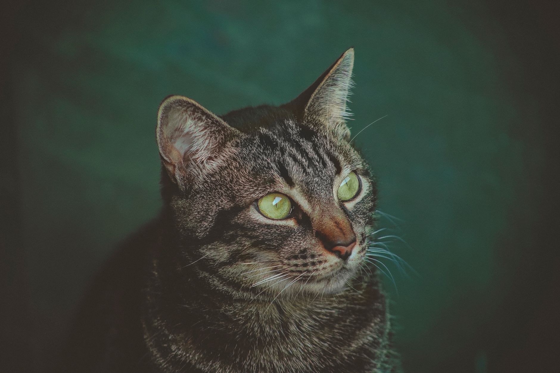 Portrait of a cat at a veterinary clinic