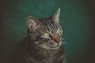 在黑暗背景下，一只虎斑猫长着引人注目的绿眼睛，这是它的详细特写