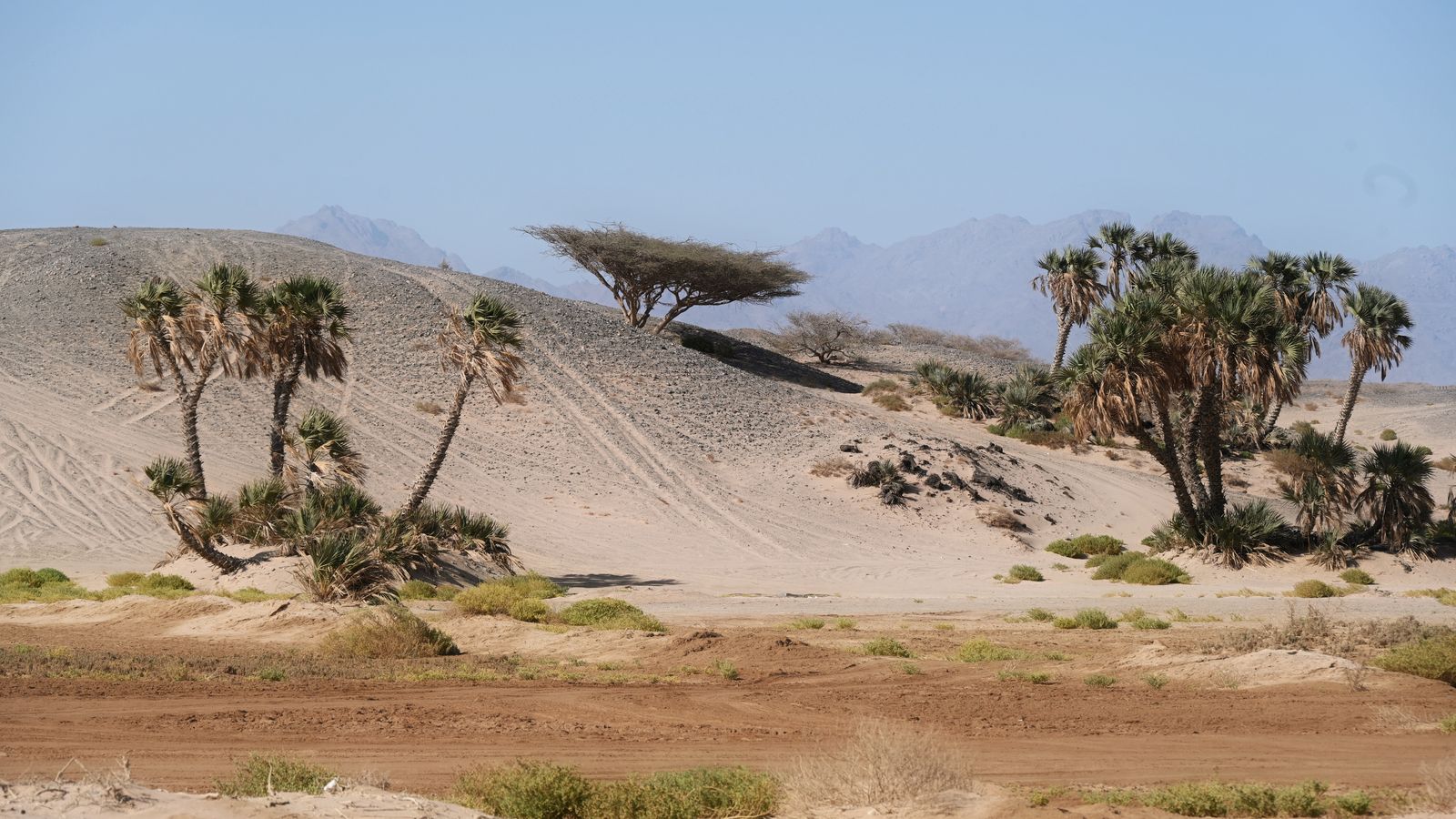 Desert trees, Somalia