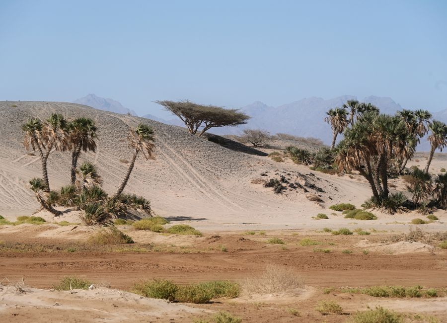 Arid desert scene with palm trees and mountains in Tabuk, Saudi Arabia.