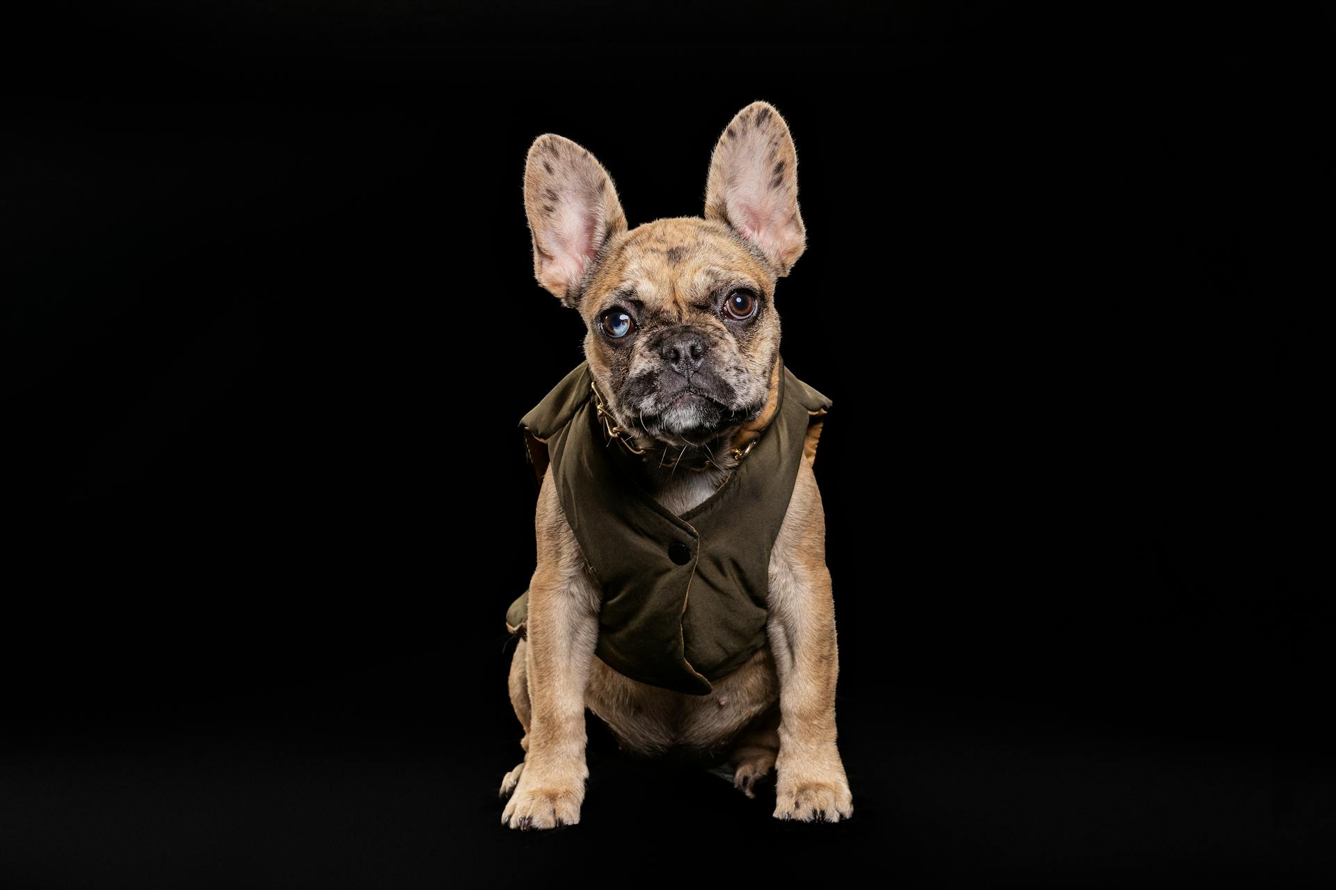 A brown french bulldog wearing a brown vest