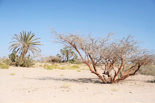 Tabuk, Saudi Arabia photo 7