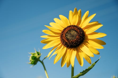 Free Yellow Sunflower Stock Photo