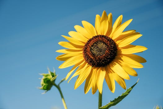 清澈的蓝天下，明亮的向日葵清晰地聚焦，象征着夏日的温暖