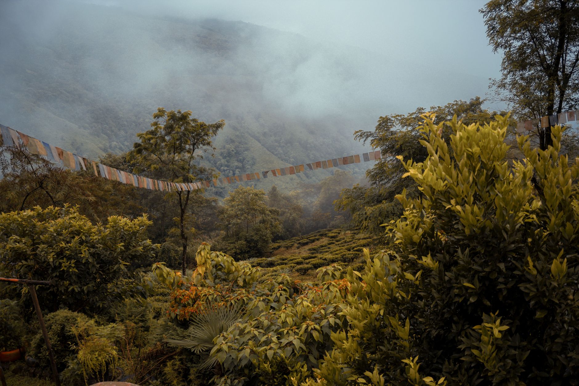 Darjeeling