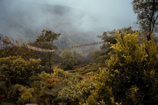 Explore the tranquil misty hills of Kurseong, WB, India, adorned with colorful prayer flags.