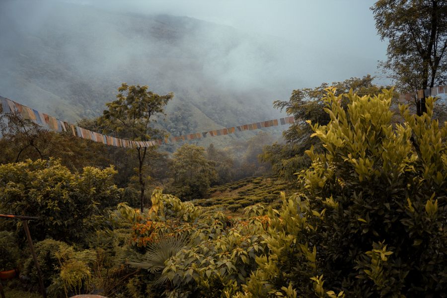 Darjeeling photo 6