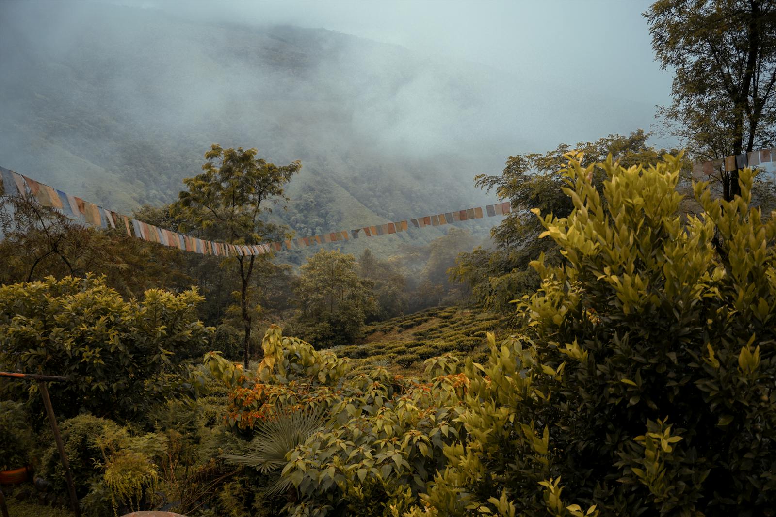 Darjeeling Images