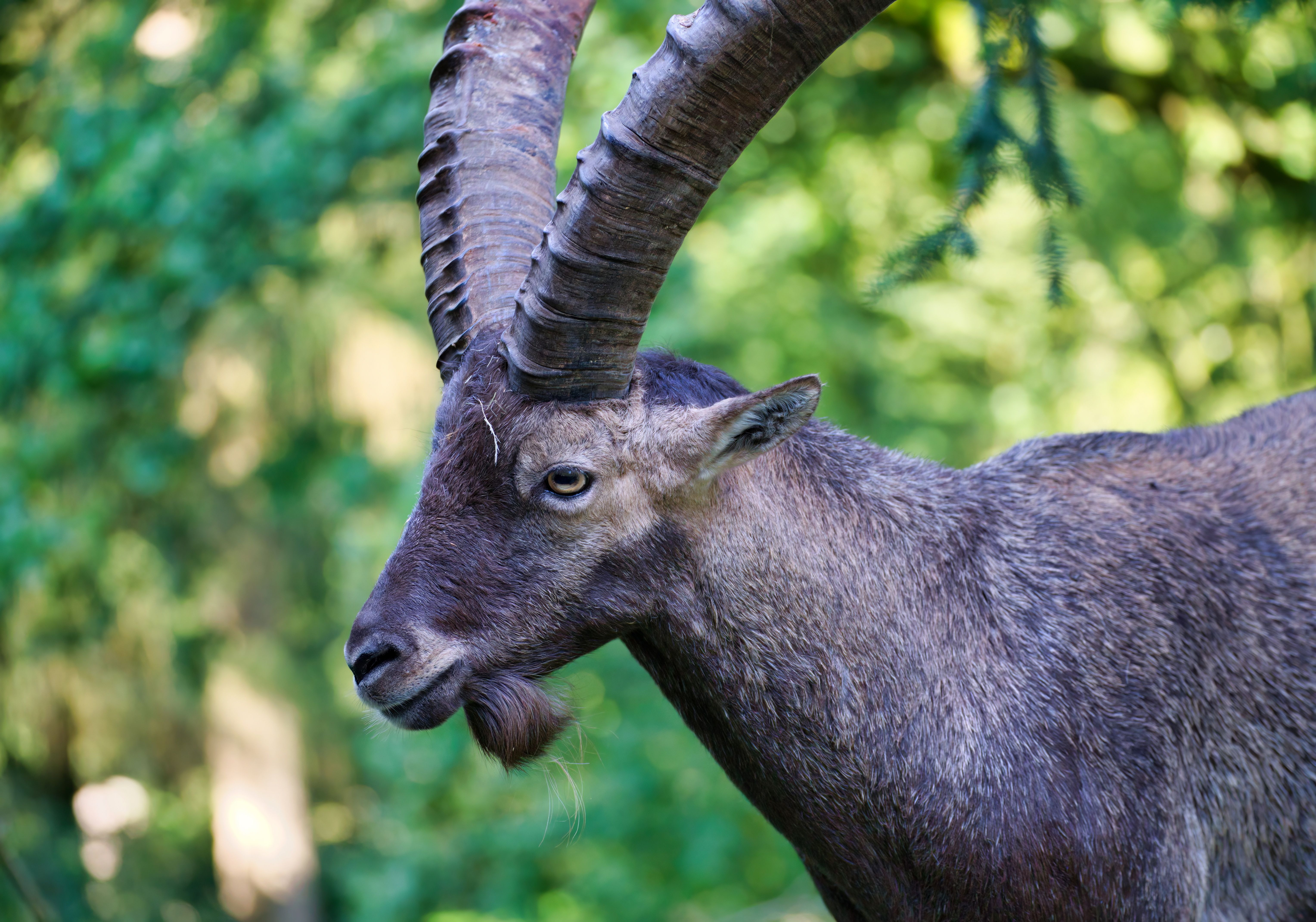 Steinbock Safari