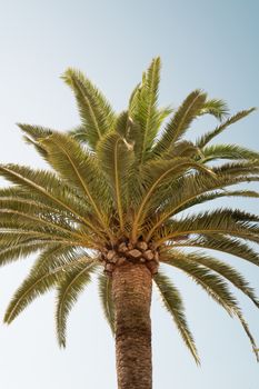 A single tropical palm tree reaches upwards, framed by a clear, serene blue sky.