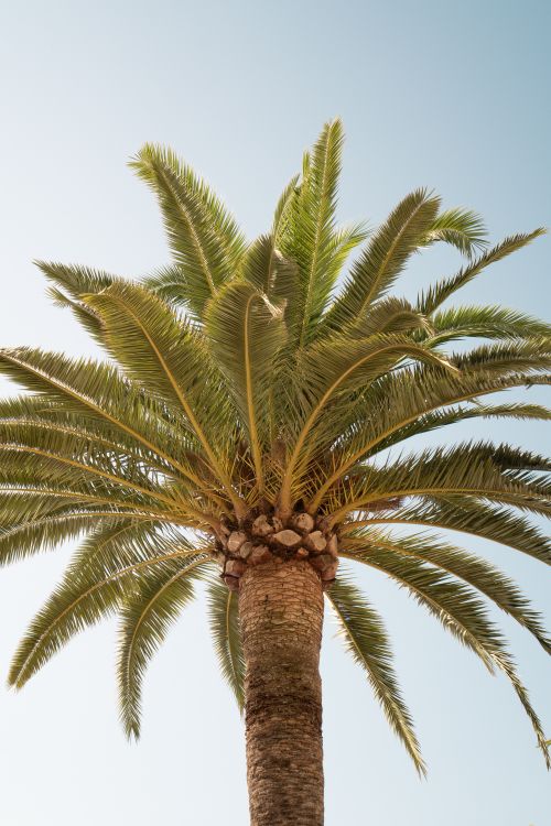 Free A single tropical palm tree reaches upwards, framed by a clear, serene blue sky. Stock Photo