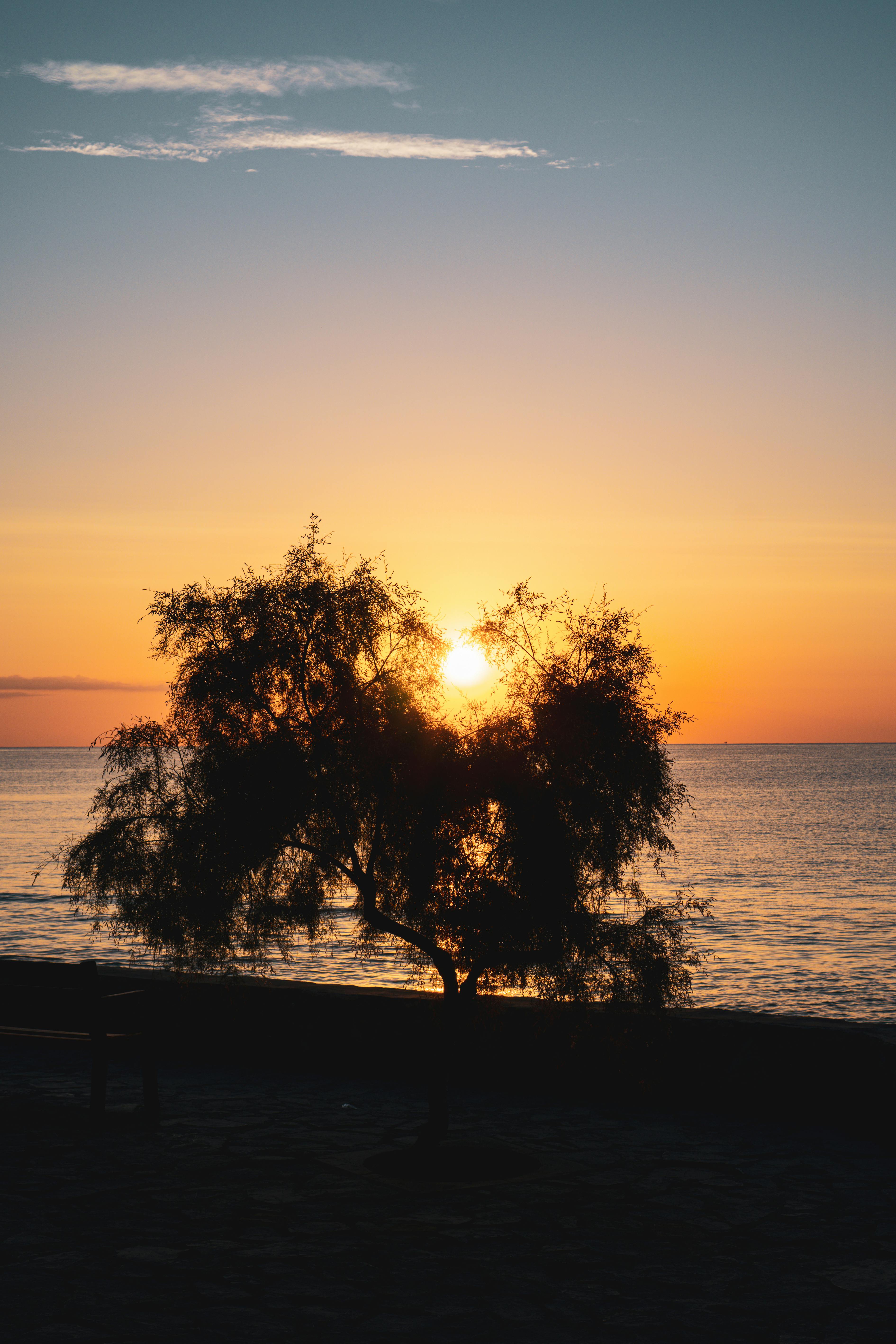 A tranquil beach sunset with a silhouetted tree and calm sea, perfect for nature and relaxation themes.