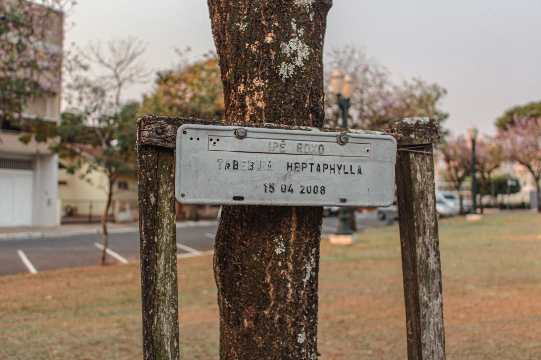 Município de Tábua inaugura novo parque de biomassa
