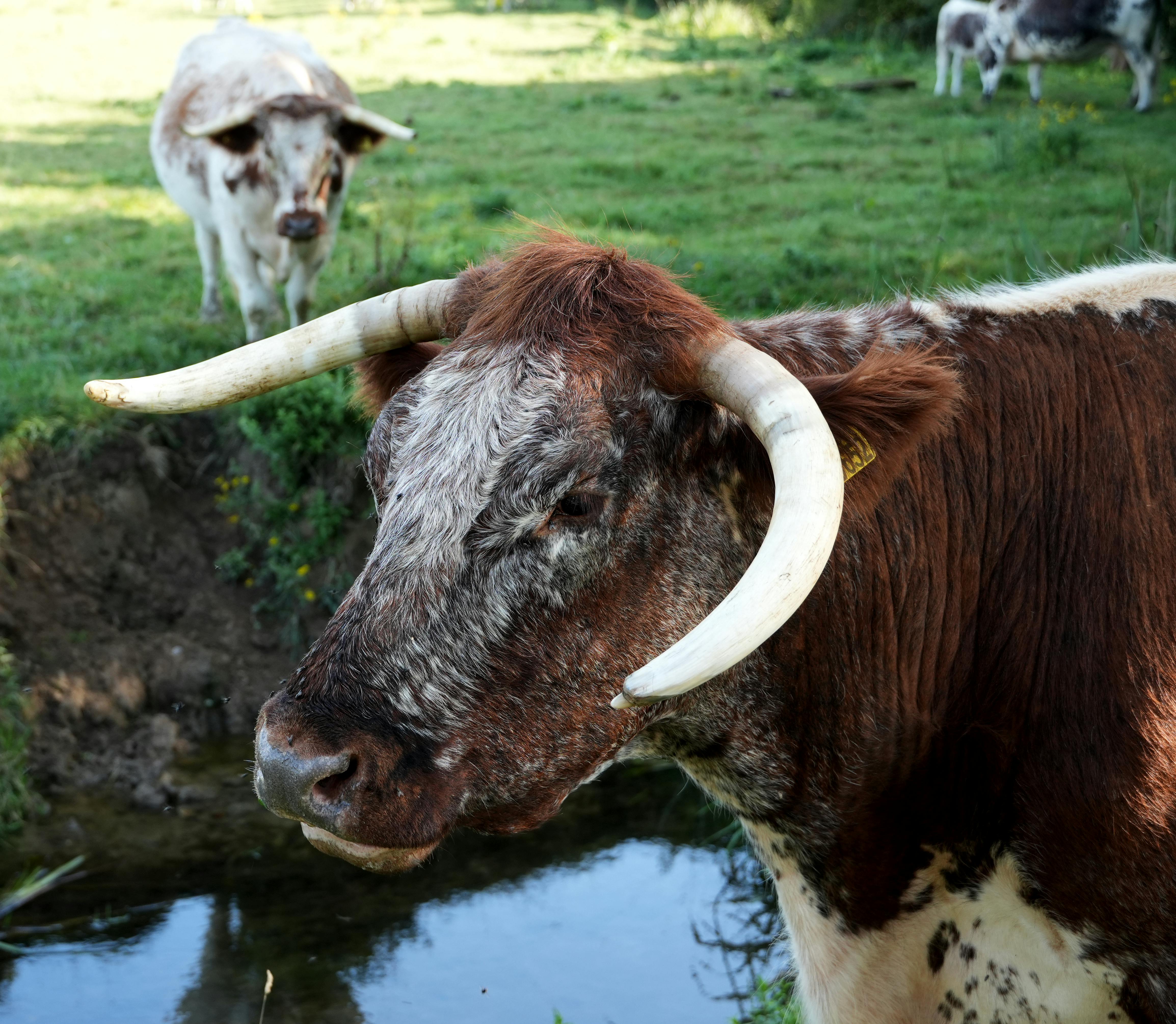 grátis Foto profissional grátis de agricultura, agronegócio, animal Foto profissional