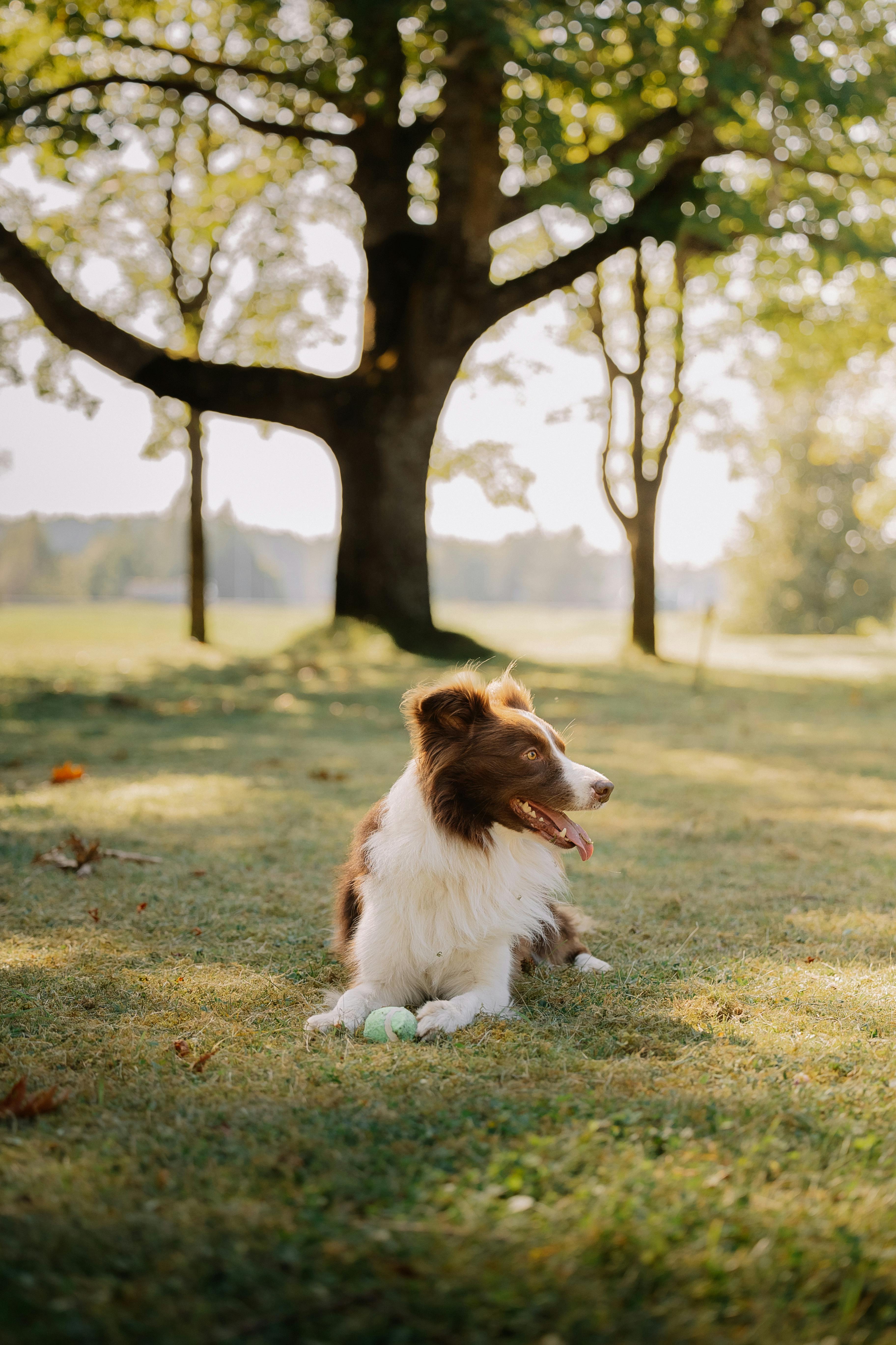 a dog laying on the grass in front of a tree