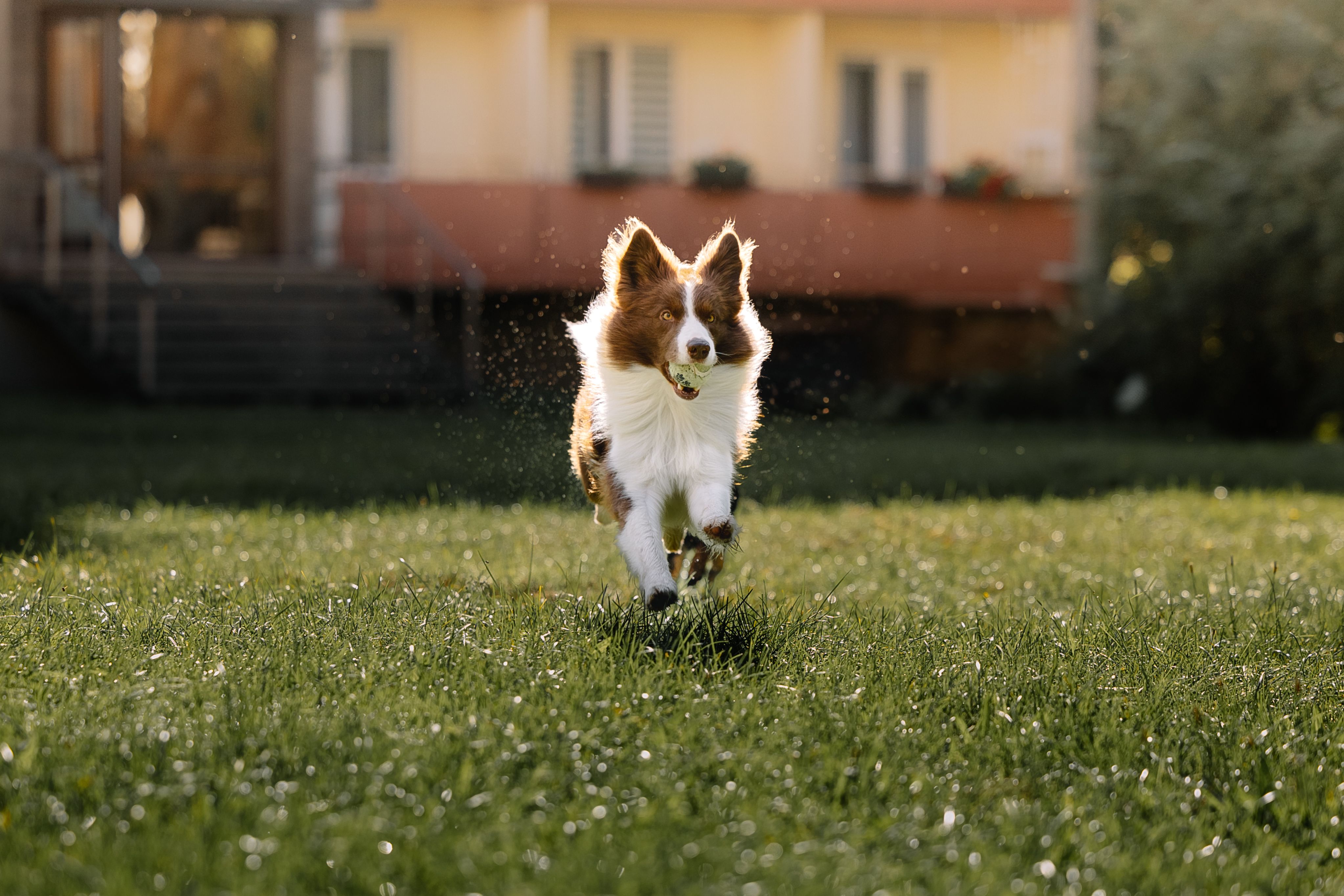 pet lifestyle pets lifestyle — Photo by Elina Volkova on Pexels
