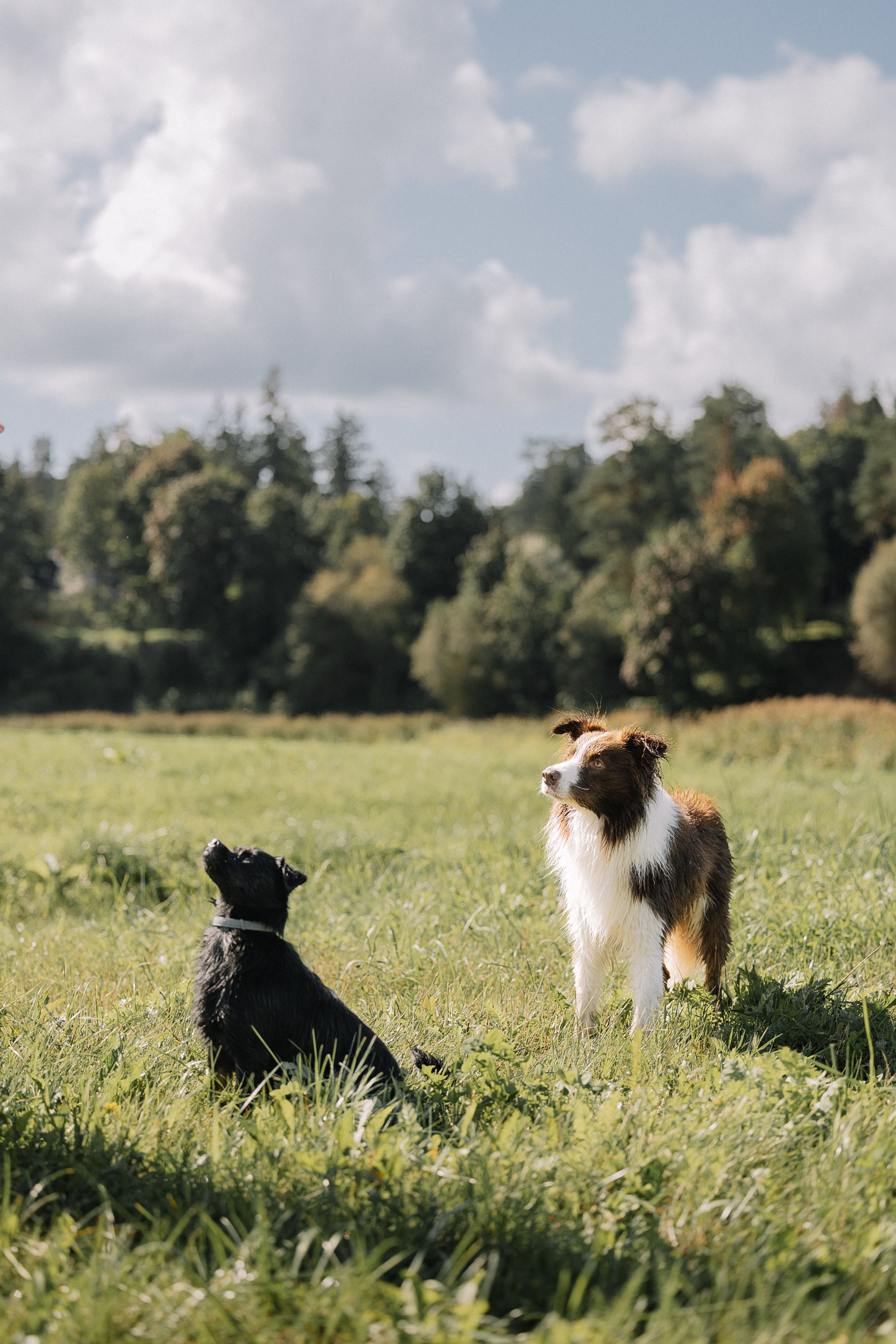 Two dogs enjoying a sunny day in a lush green summer field.