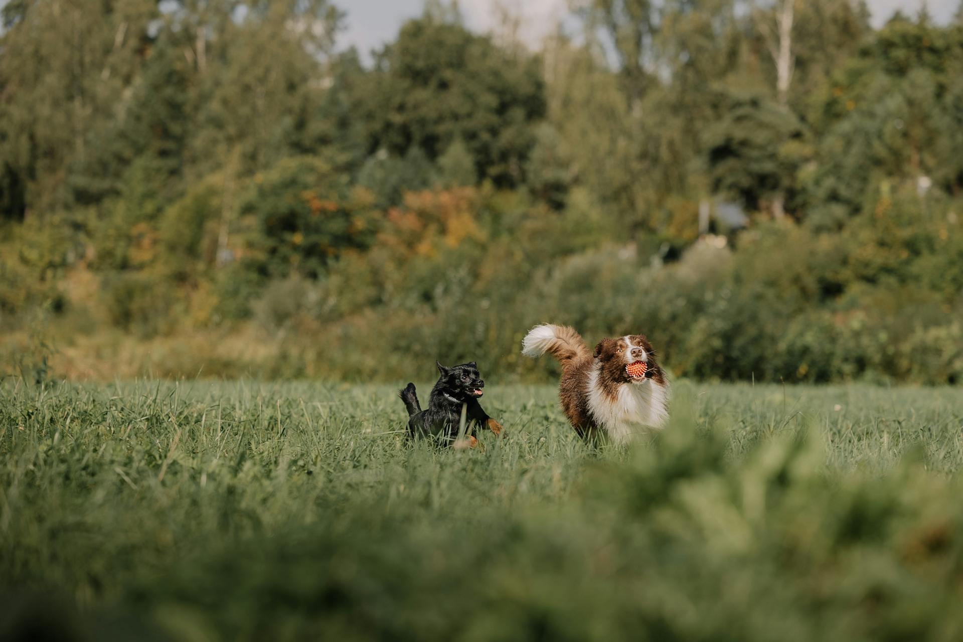 Two dogs running through a field with trees in the background