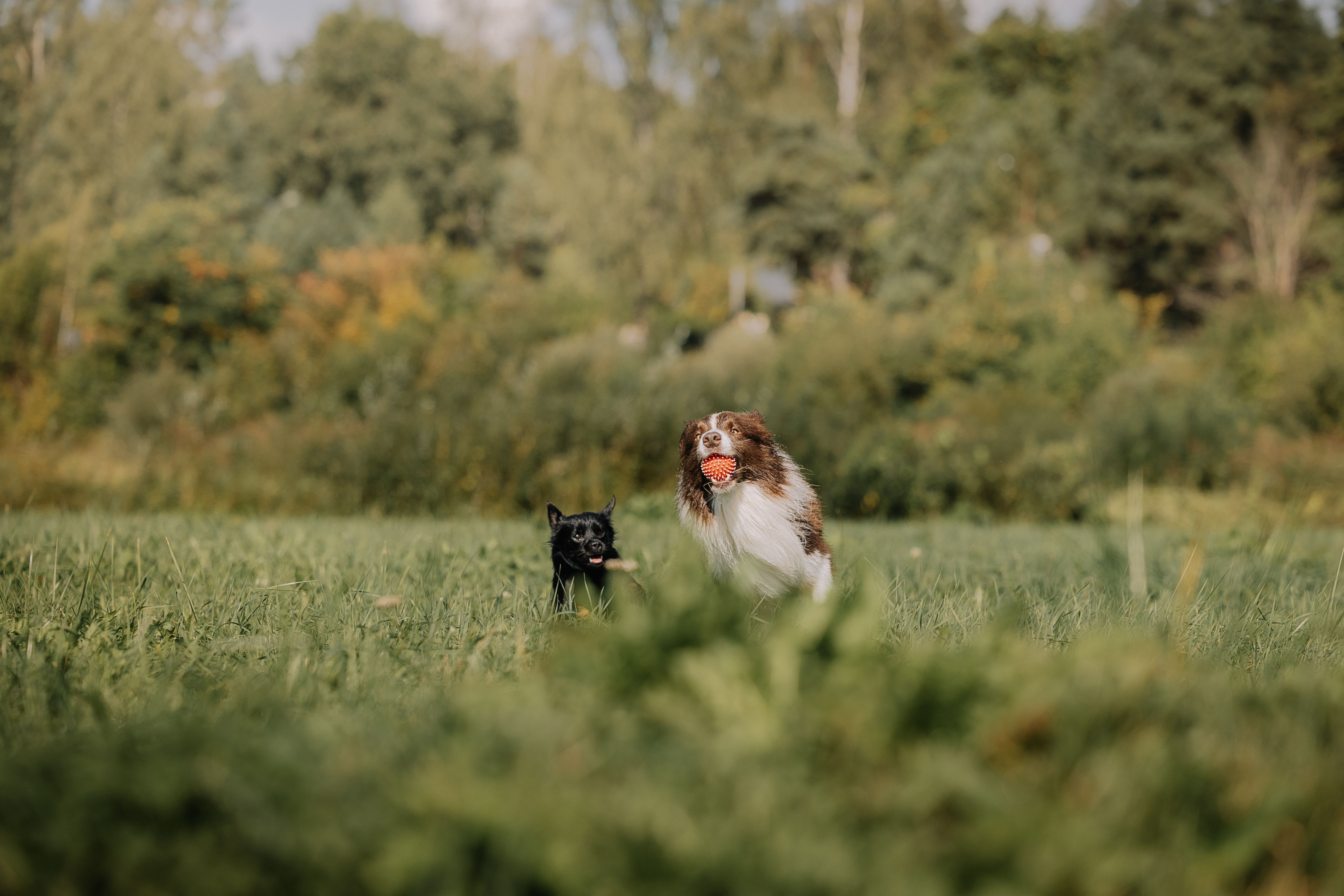 The Best Pet Insurance in North Carolina (2026) — Photo by Elina Volkova on Pexels