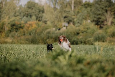 Kleiner münsterländer – hundras