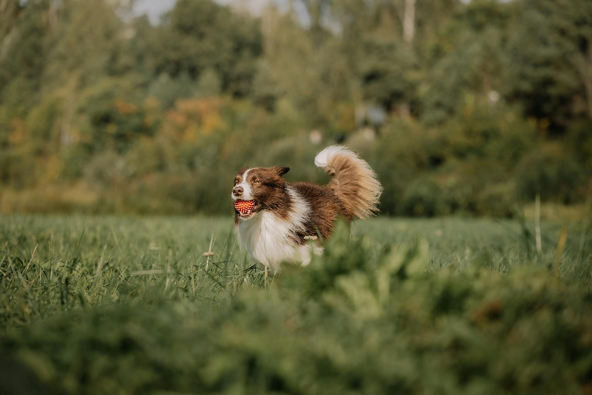 A dog running through a field with a ball in its mouth