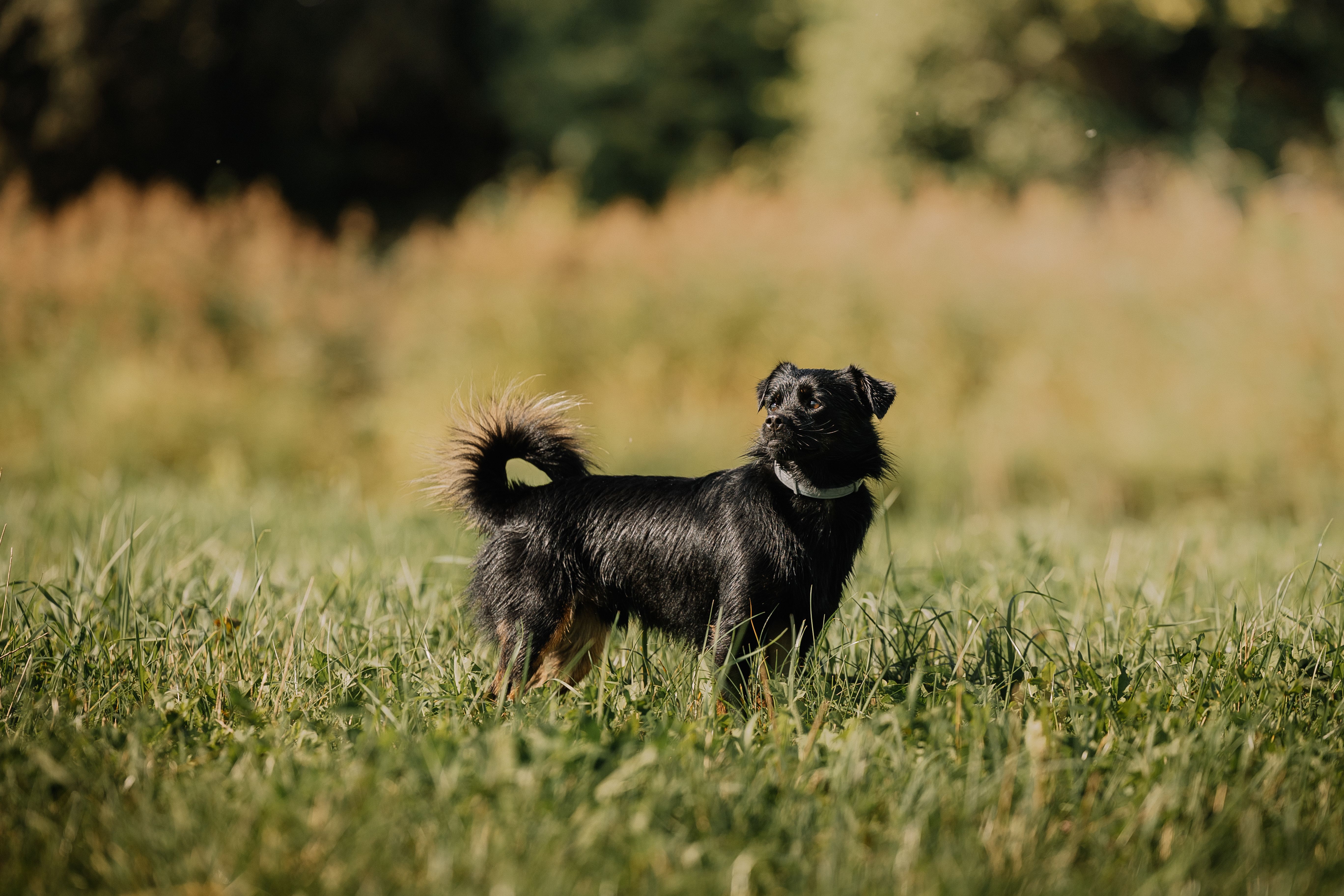 A black dog standing in a field · Free Stock Photo