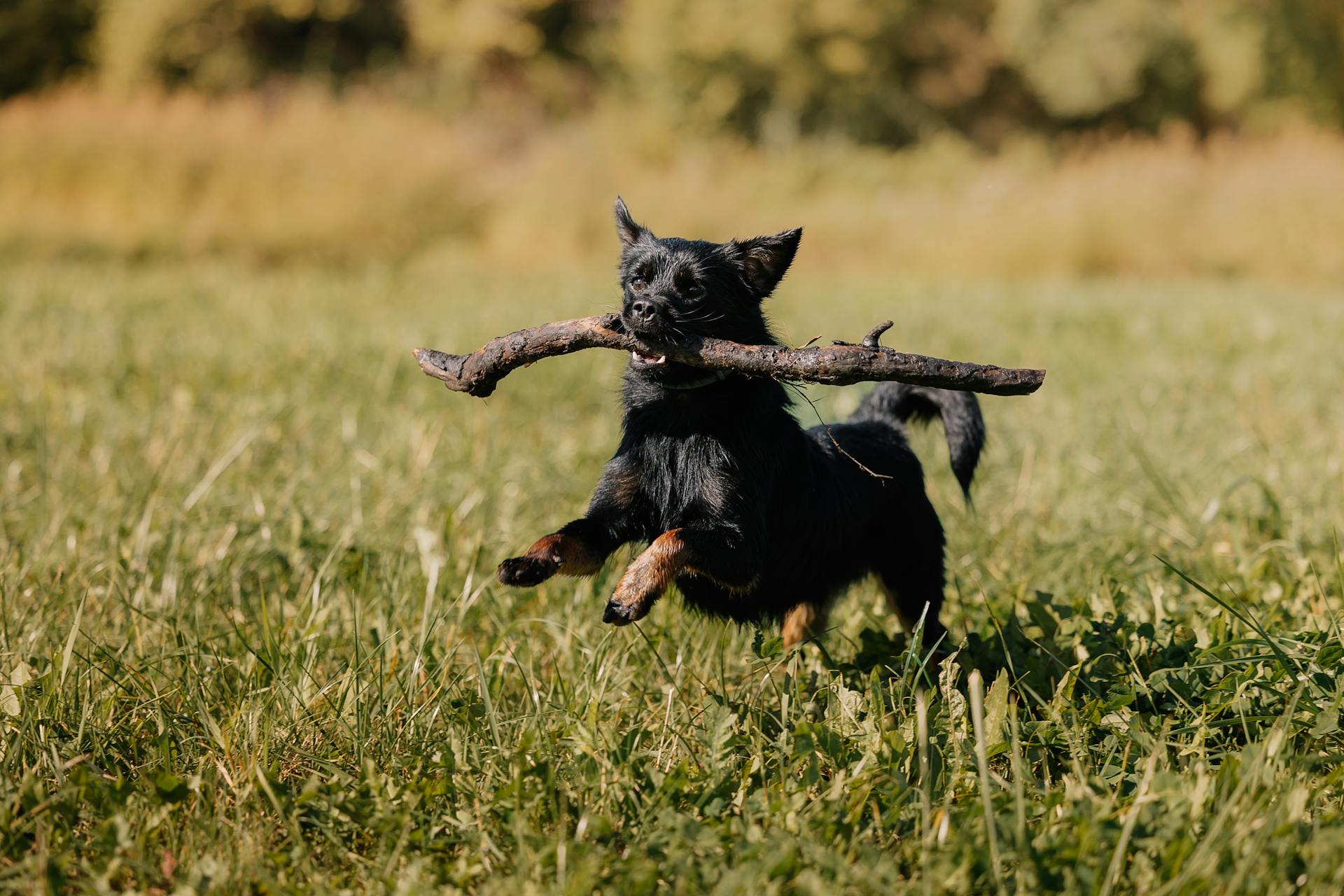 A black dog running with a stick in its mouth