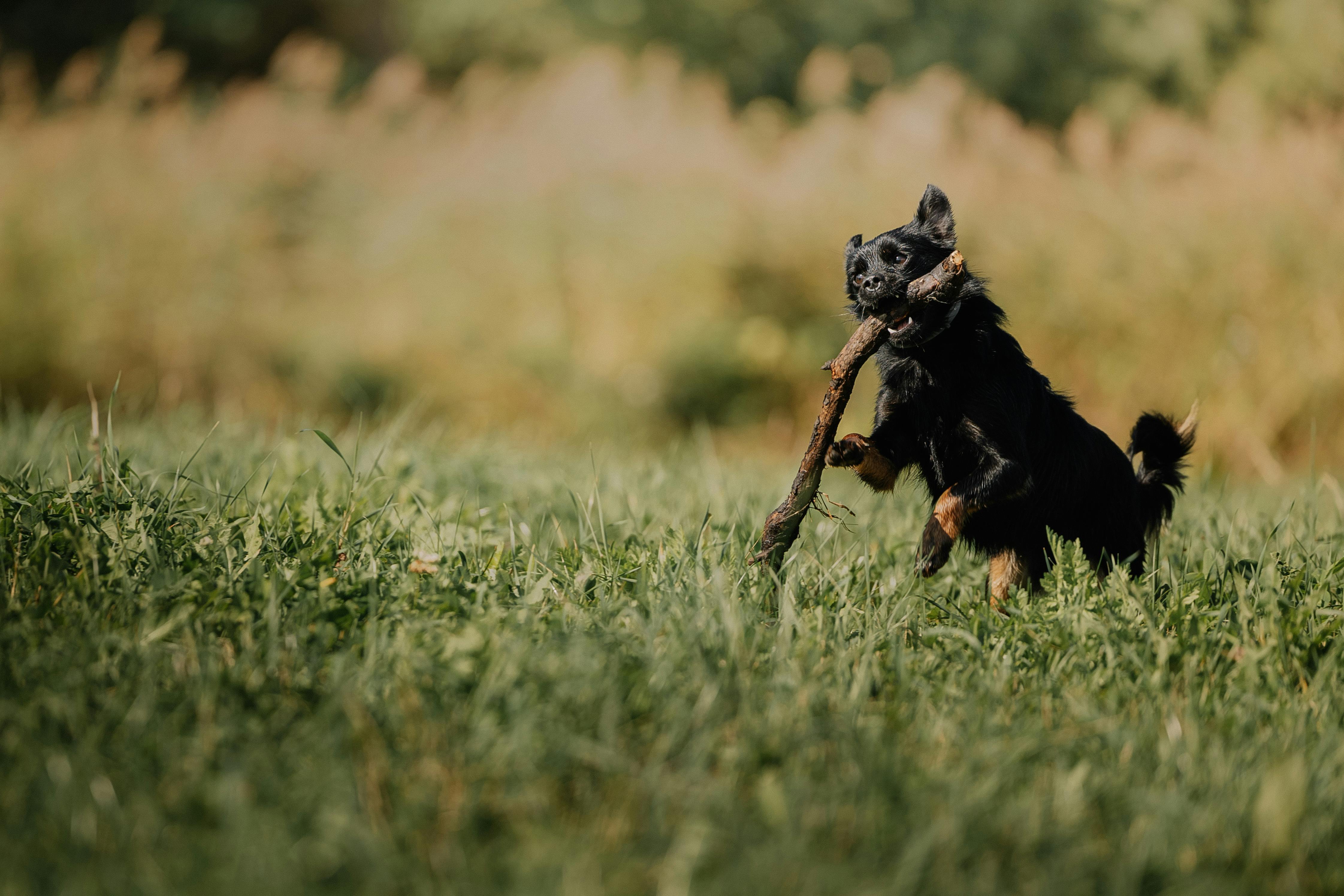 A playful puppy joyously runs through a sunny field carrying a large stick in its mouth.