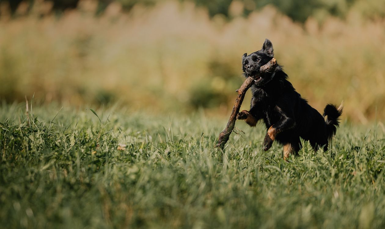 Zoomies Nedir? Kedi ve Köpekler Neden Aniden Koşar?