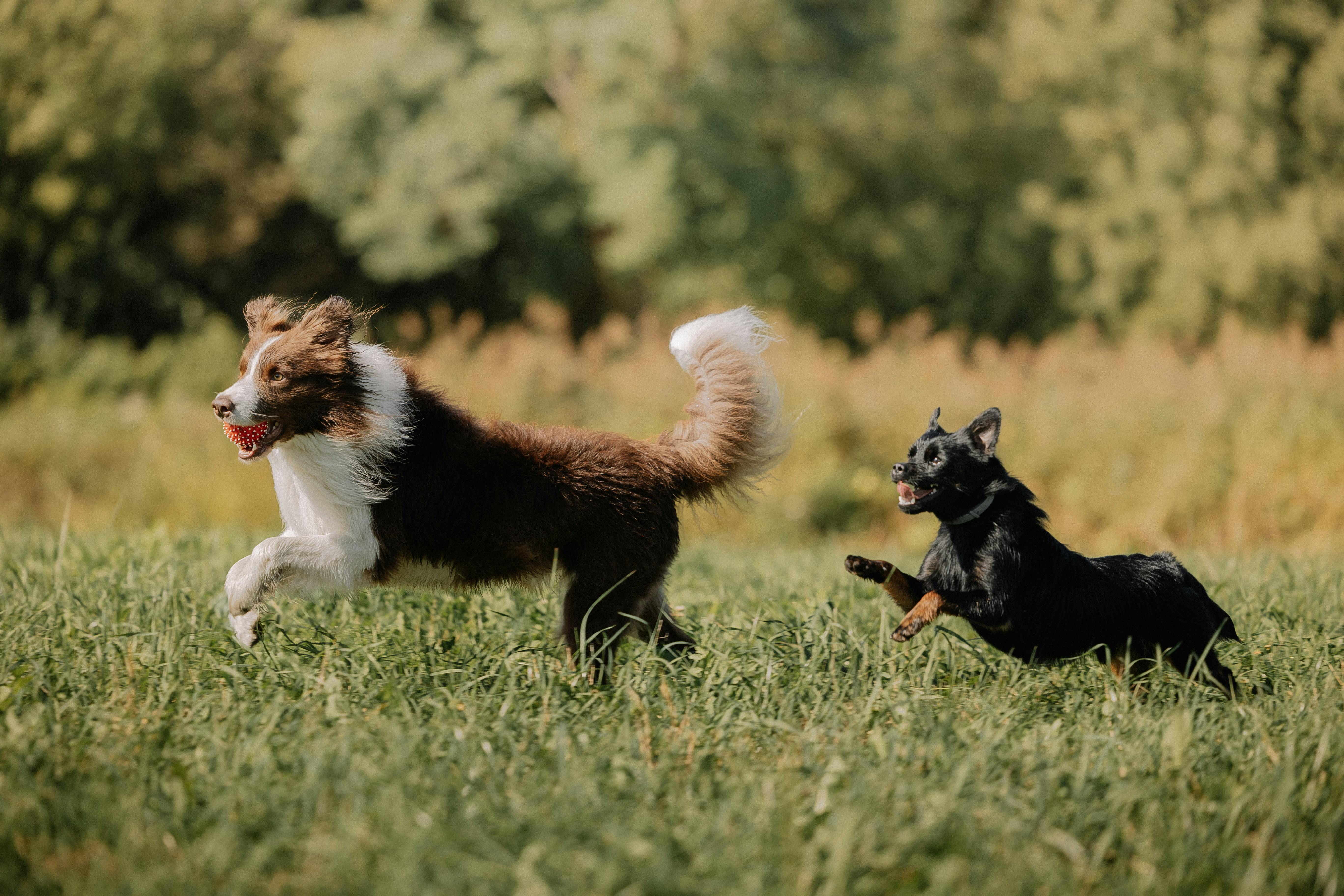Two dogs running in a field with grass