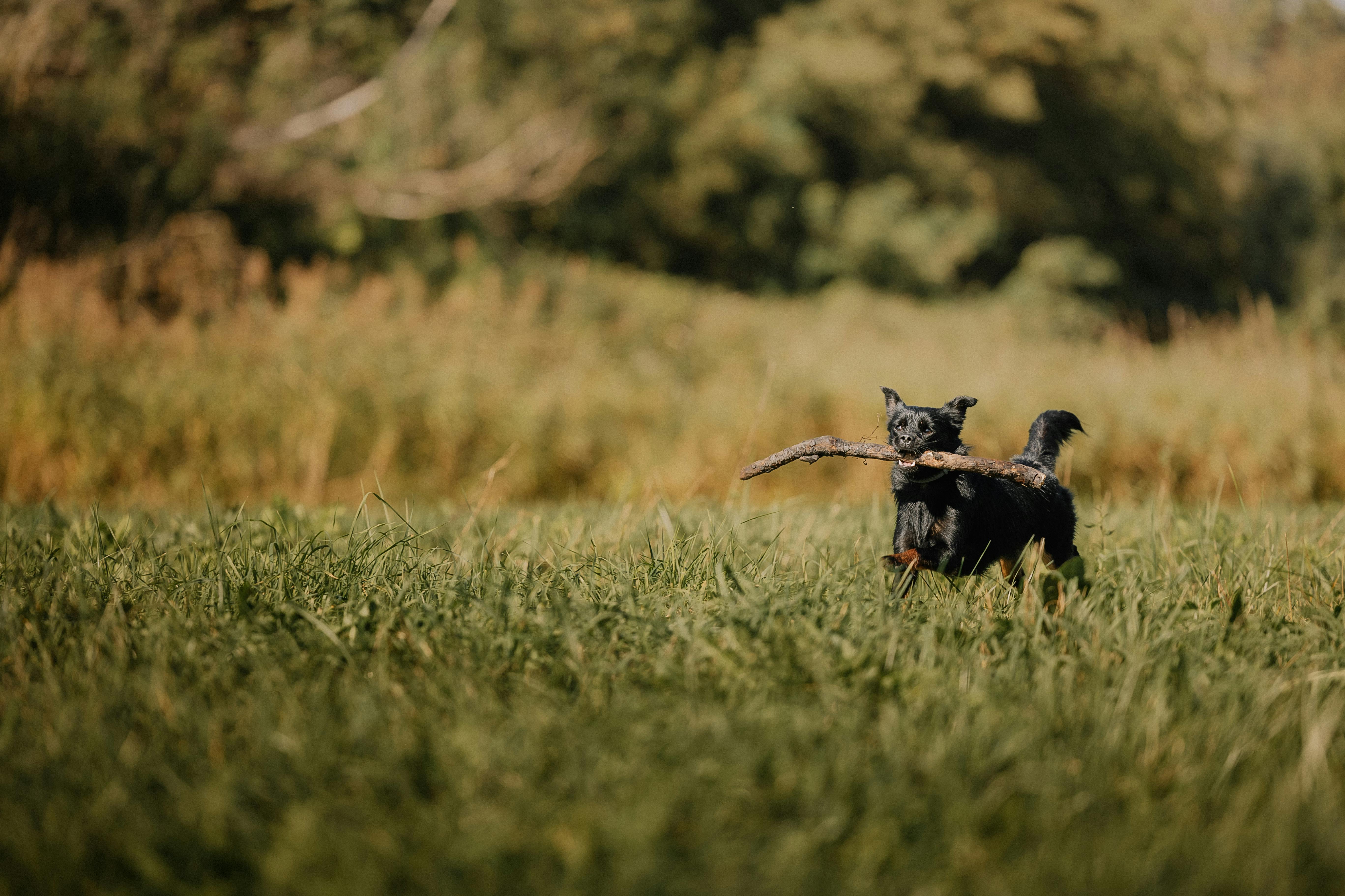 Dog Tracking Equipment with GPS and Radio Telemetry Systems