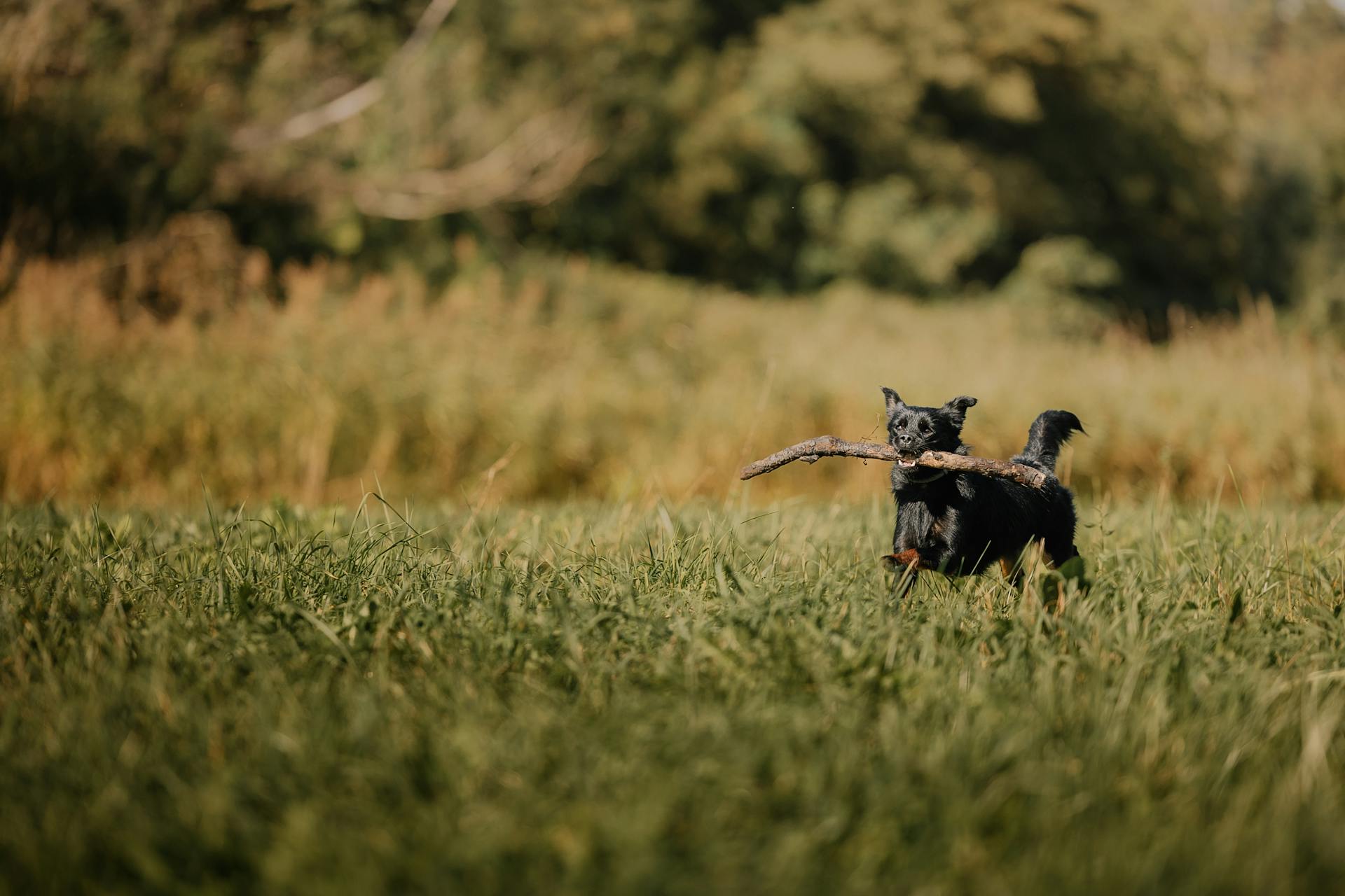 A black dog running through a field with a stick