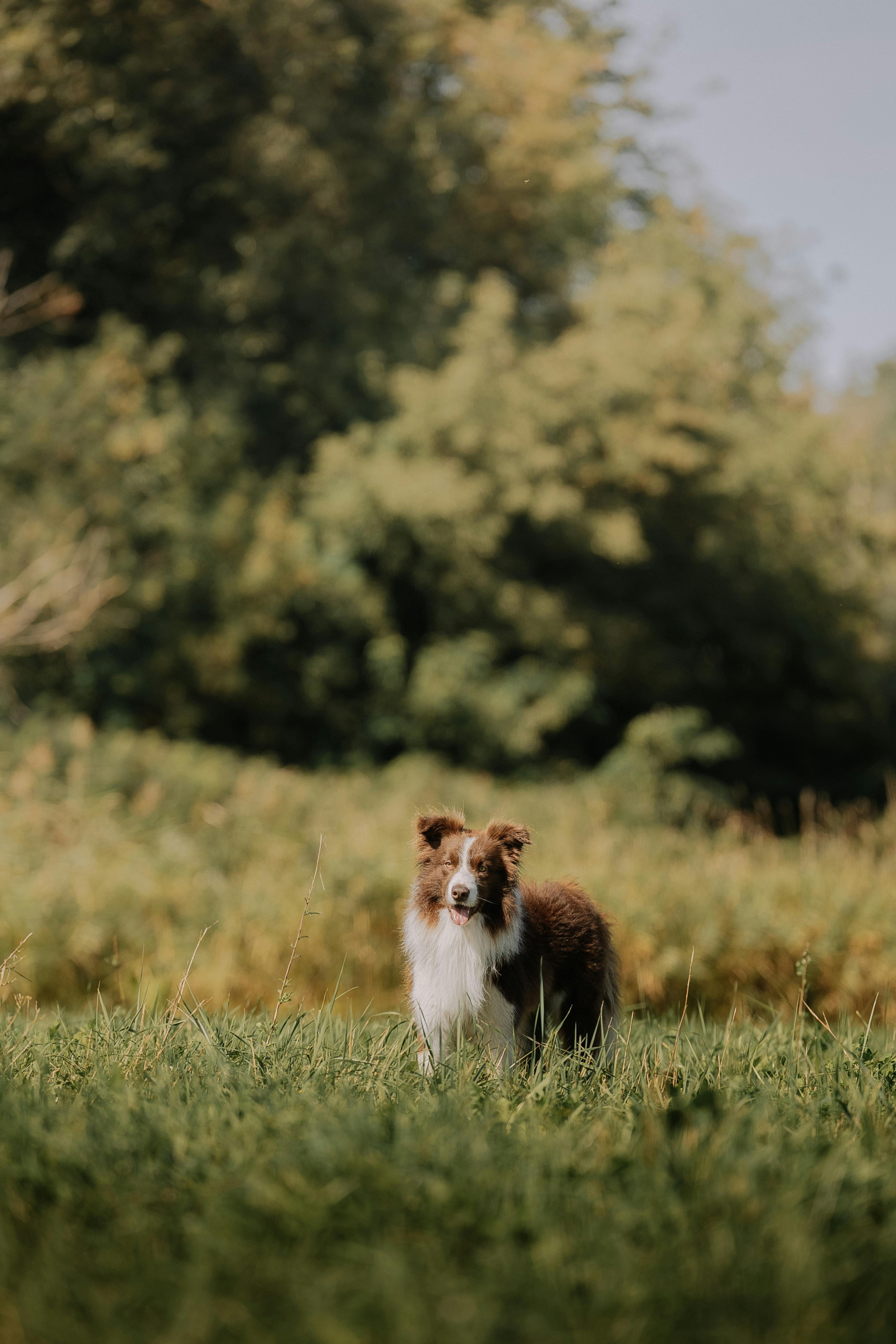 a dog standing in a field with grass