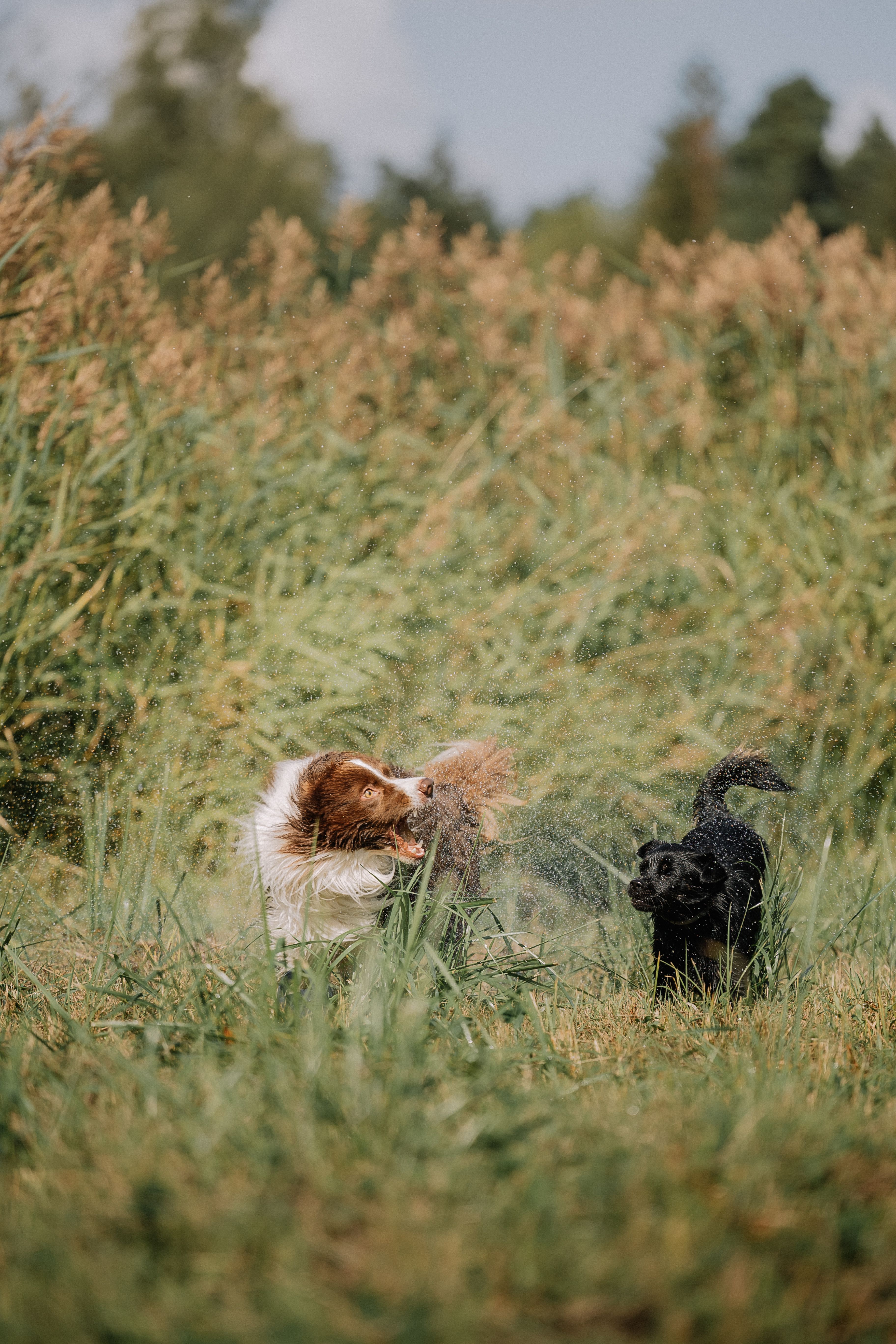 Two dogs running through tall grass in a field · Free Stock Photo