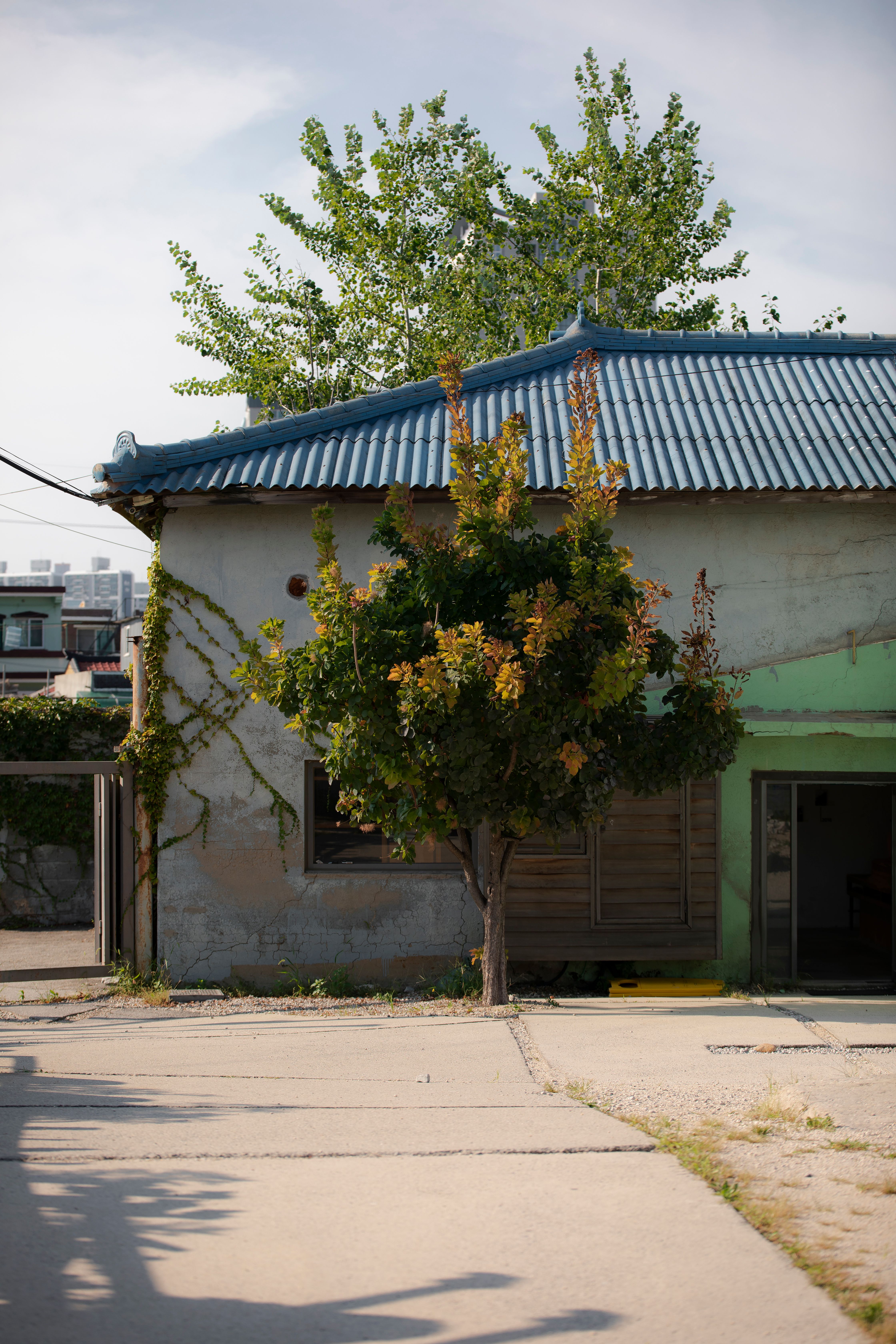 A small building with a tree in front of it · Free Stock Photo