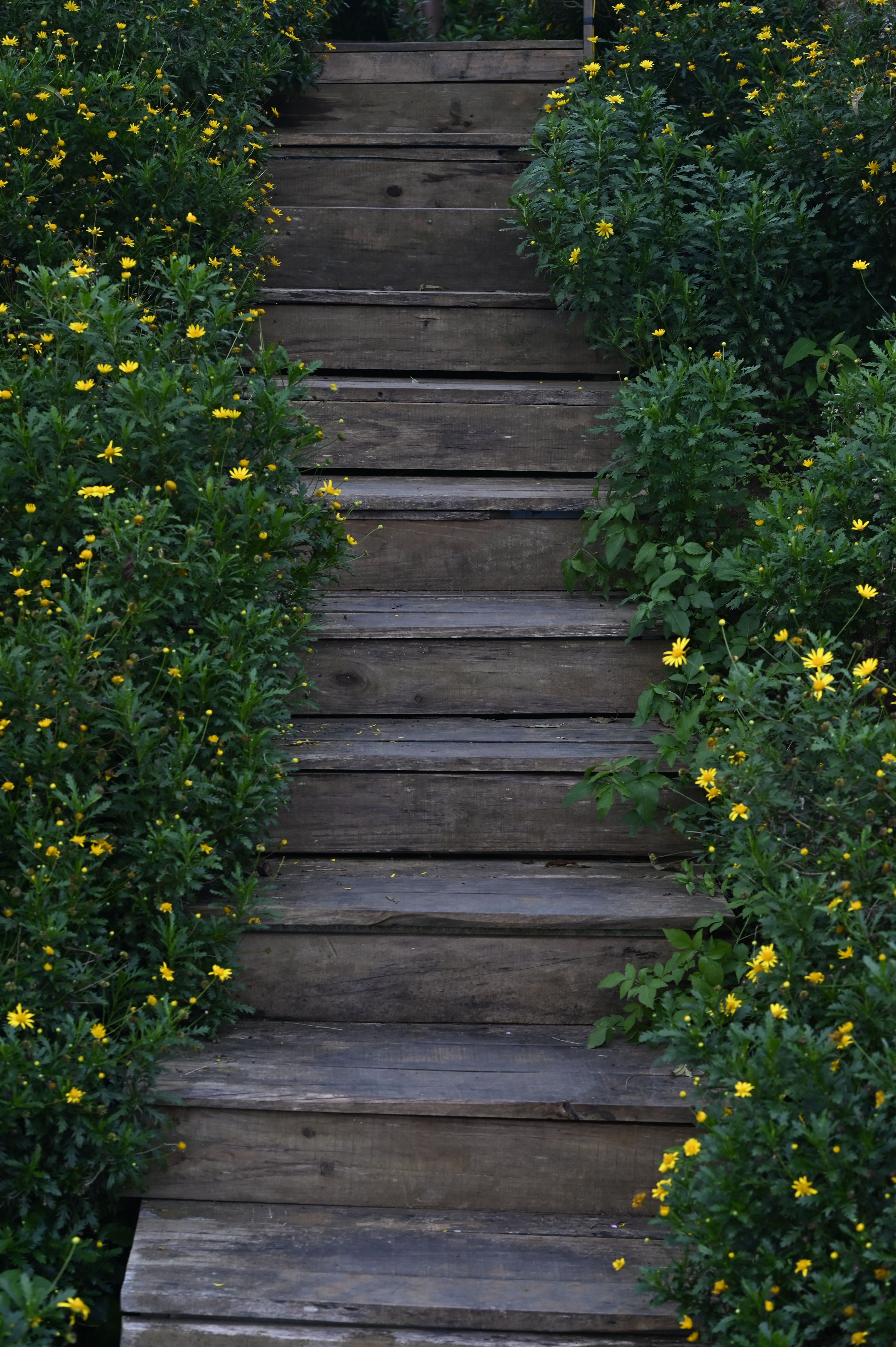 Wood Steps Texture Photos, Download The BEST Free Wood Steps Texture ...