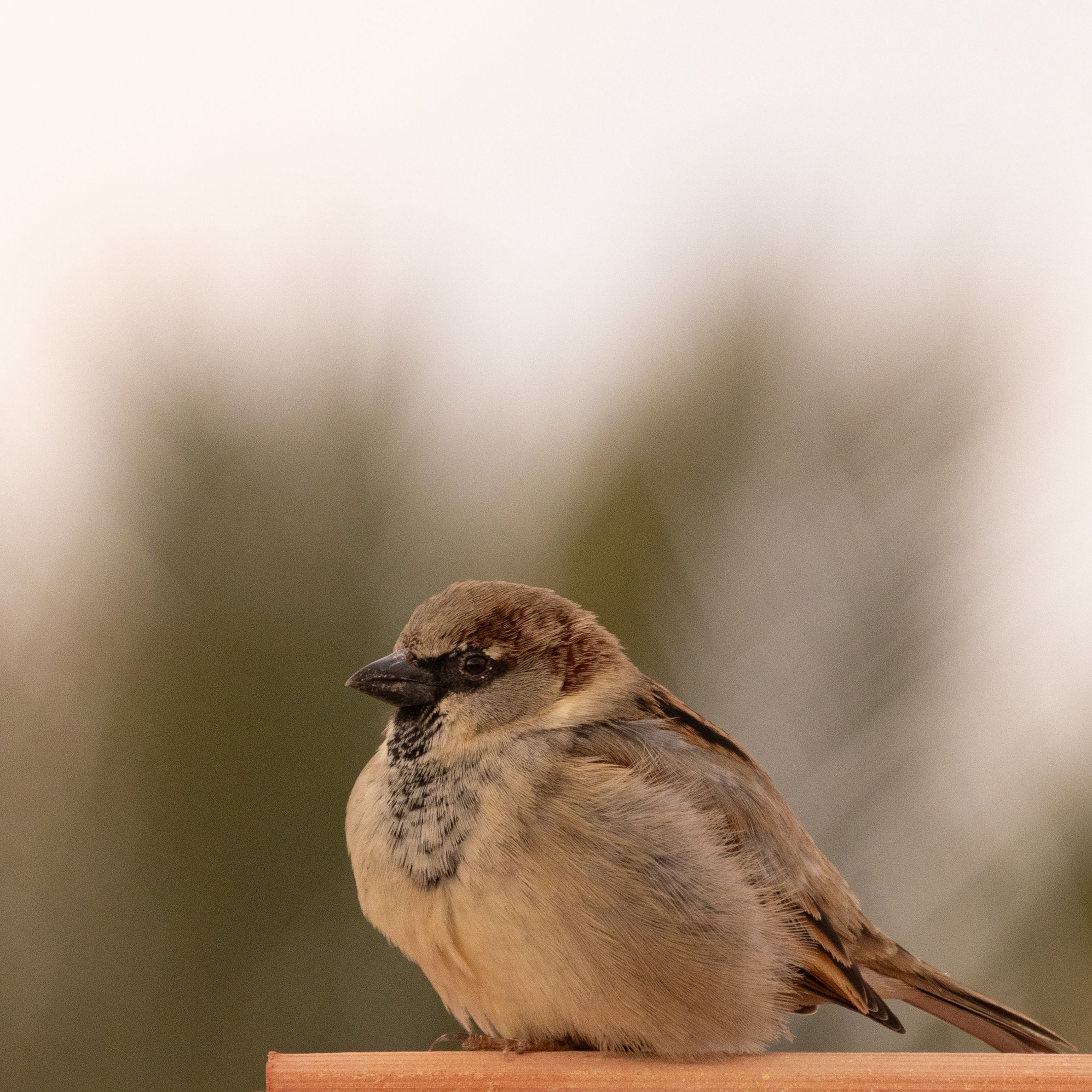 Close-up of a Sparrow 