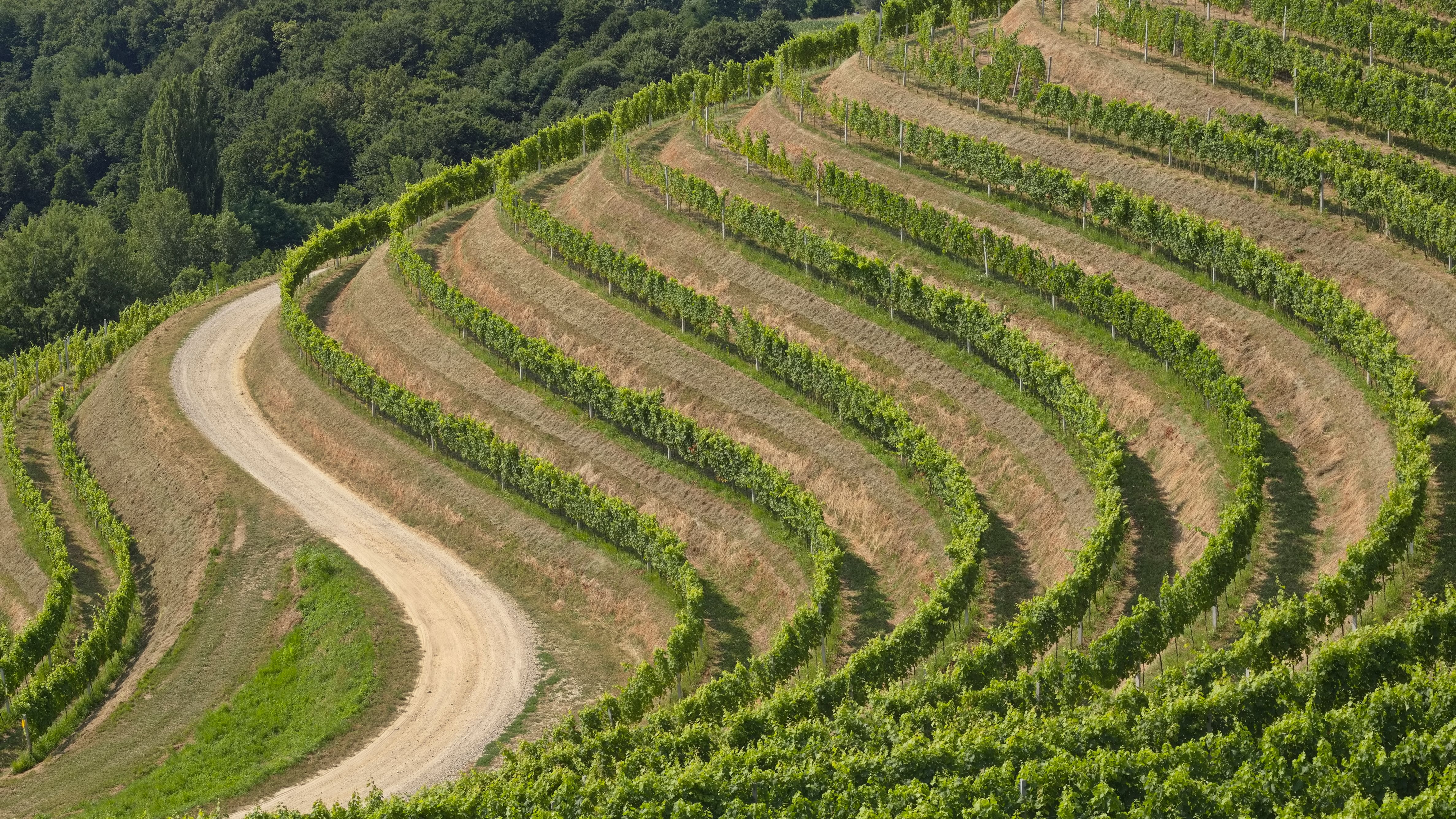 Beautiful terraced vineyard landscape with curving dirt road and lush greenery.