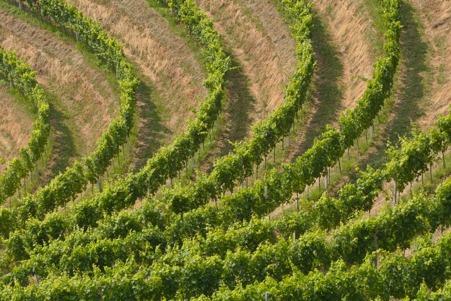 Recupera y mantén tu entorno agrario en Ibiza