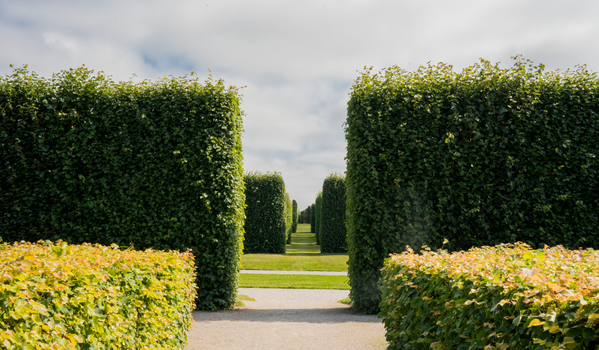 Explore the serene symmetry of a green hedge corridor in Stockholm's summer garden.