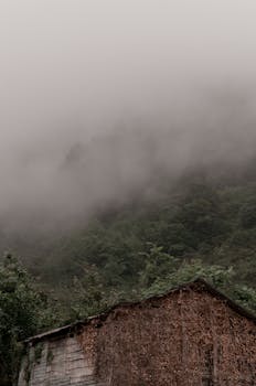 薄雾缭绕的森林中，树木茂密，一座质朴而饱经风霜的棚屋坐落其间