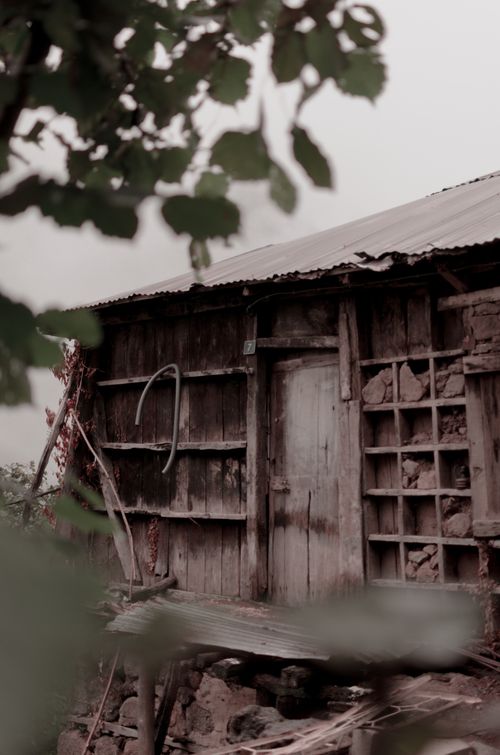 Free A derelict wooden shack surrounded by foliage, evocative of decay and mystery. Stock Photo